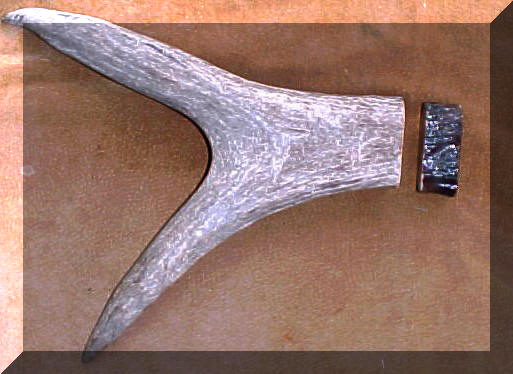 Moose antler Stabilized 111515 1