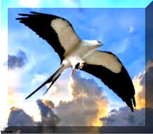 Swallow Tail Kite 1