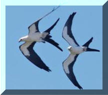 Swallow Tail Kite 2
